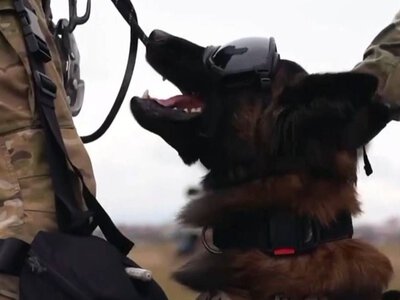 Ćwiczenia CERBERUS K9 w Ostrowie Wielkopolskim
