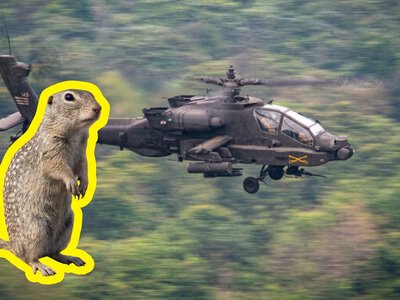 Budowa bazy dla polskich Apache'ów opóźniona. Kłócą się o pieniądze i... susła
