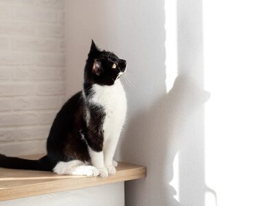 Dlaczego kot nagle patrzy w jeden punkt i zastyga?