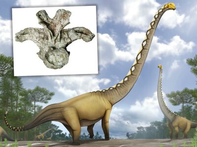 Naukowcy zachwyceni odkryciem nieznanego dinozaura. Jeden szczegół okazał się decydujący