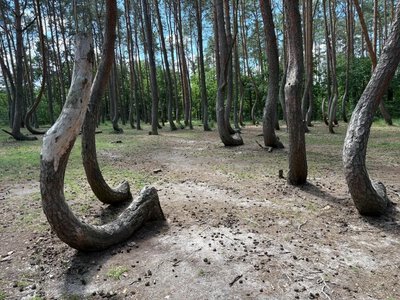 Szukają sposobu, by krzywić drzewa jak za Niemca. Walka o perłę Pomorza