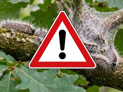 Zmiana klimatu to nie tylko pogoda. W Polsce szaleje niebezpieczny szkodnik