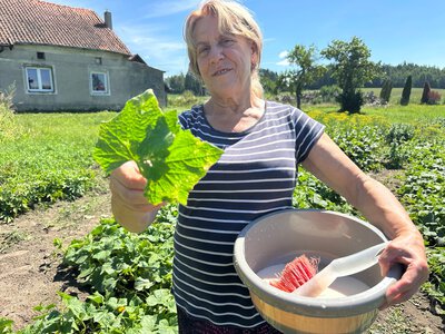 Zaraza ziemniaczana zagraża ogórkom w całej Polsce. Ekspertka zdradza naturalny sposób ochrony