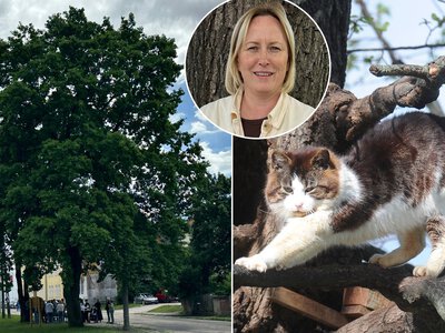 Kot Borys przez 12 lat mieszkał w dębie. Chyba uwierzył, że jest ptakiem