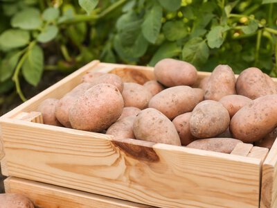 4,50 gr za kilogram ziemniaków. Biznes przestaje mieć sens