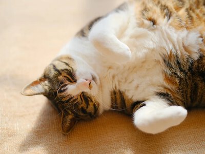 Ile waży twój kot na ludzkie kilogramy? Wynik może zaskoczyć