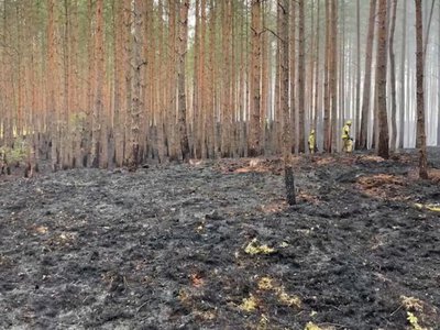 Zatrzymany strażak ochotnik. Trwa śledztwo ws. podpaleń