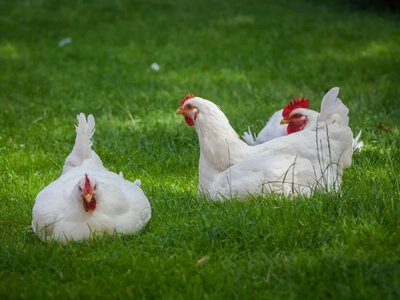 Młodzi masowo kupują kury. Nie chodzi tylko o własne jajka