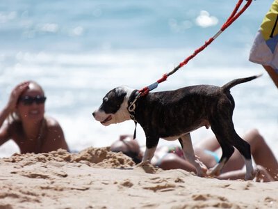 Oburzenie plakatem o psach na plaży. Pies nie brudzi tak jak człowiek