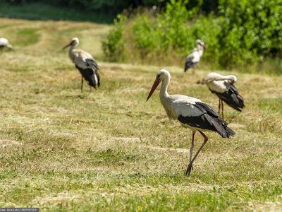 Bociany przejęły wieś. Brakuje słupów, auta i dachy pod ostrzałem