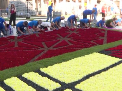 Dywan kwiatowy w Brukseli