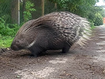 Jeżozwierze uciekły. „Zachowaj bezpieczny odstęp”