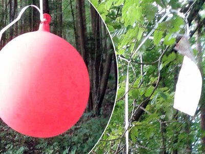 Balon wylądował w Puszczy Białowieskiej. Tym razem to nie przemytnicy