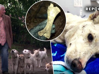 10 lat horroru zwierząt na posesji. Władze tylko markowały pomoc