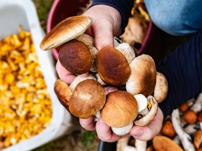 Sezon otwarty, jest wysyp grzybów. Tyle można zarobić