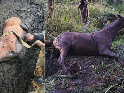 Konia z rzędem strażakom. Uratowali klacz uwięzioną w bagnie