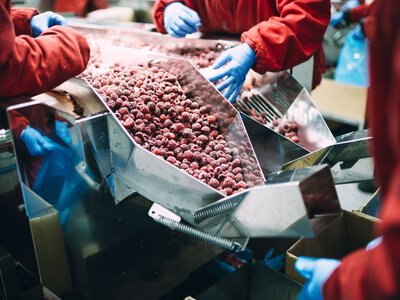 Protest głodowy w polskiej chłodni. Wskazują na import malin z Ukrainy
