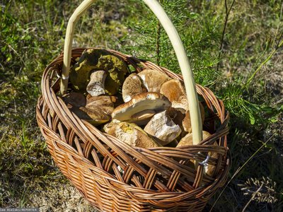 Zaczęło się. Pogoda pomogła grzybiarzom. Tam mają najlepiej w Polsce