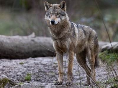 Zaatakował troje dzieci. Służby szukają agresywnego wilka