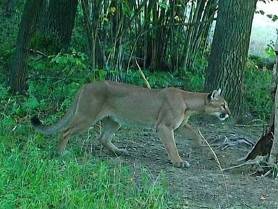Puma uchwycona przez fotopułapkę w Nadleśnictwie Świdnica. Wydano alert