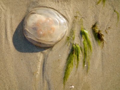 Setki meduz na bałtyckich plażach. Czy plażowicze mają powody do obaw?