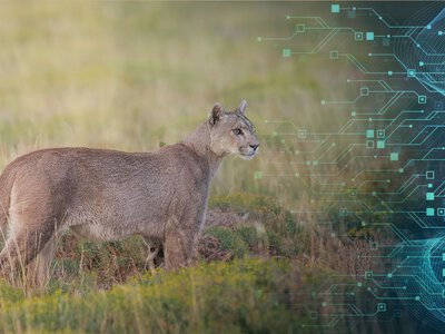 Prawda wyszła na jaw. Puma wygenerowana w AI