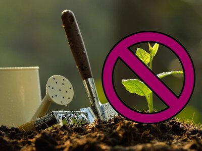 Nie sadźcie drzew. Las zrobi to sam i to taniej