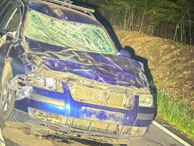 Żubr wtargnął na drogę. Doszło do zderzenia z samochodem