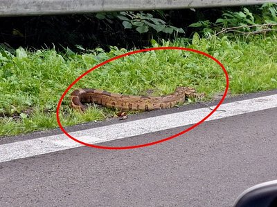 Dwumetrowy pyton na poboczu drogi. Nietypowa interwencja policji
