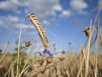 Ważny składnik diety 35 proc. ludzi. Przez suszę może podrożeć trzykrotnie