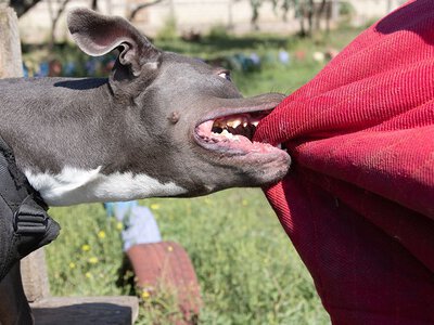Amstaff żył w bólu i zagryzł znajomego. Dwóch mężczyzn oskarżonych
