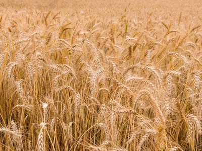 Sprawa ukraińskiego zboża w prokuraturze. Nowe ustalenia