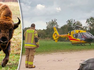 Żubr poturbował kobietę w ciąży. Dramat w Puszczy Boreckiej