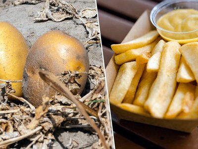 Przysmak z listy UNESCO zagrożony. „Ekstremalne warunki pogodowe”