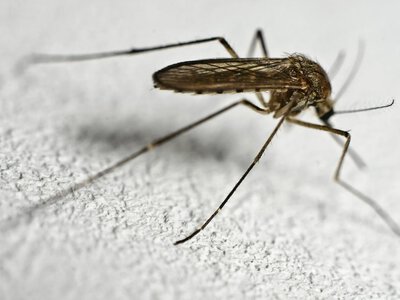 Malaria na niemieckim lotnisku. Nie żyje dwóch pracowników