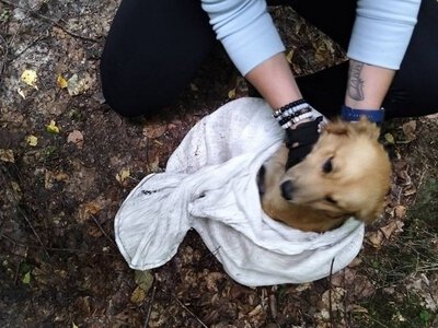 Wywiózł do lasu psa w worku. Policjanci usłyszeli skomlenie