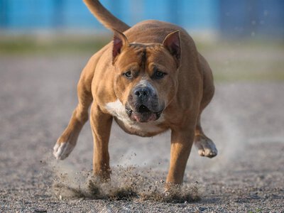 Trzeci atak tego samego psa na kolejne dziecko. Amstaff bez szczepień trafił na kwarantannę