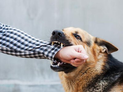 Koniec adopcji dla agresywnych psów. Projekt PiS zakłada odebranie zwierzęcia