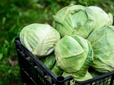 Wysłali kapustę do Polski. Import o wartości 84 mln zł. Skąd pochodzi?