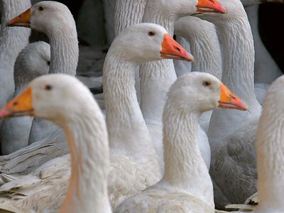 Kuchnia ochweśnicka z Wielkopolski. Gęsina jest jej fundamentem