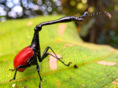 Żyrafka z Madagaskaru to wyjątkowy owad. Uwagę zwraca jego szyja