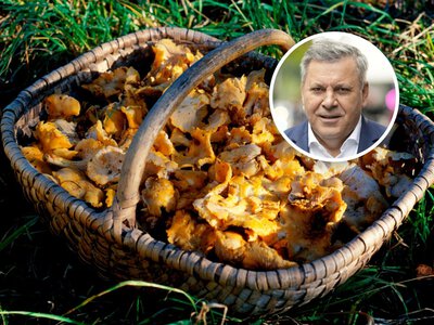 Wysyp grzybów w Polsce. Piechociński ujawnia lokalizacje