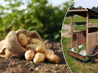Nastolatek z Podlasia zbudował kartoflomat. „Śmieszna cena”