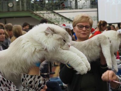 Te koty są piękne. Najbardziej popularne rasy kotów w Polsce