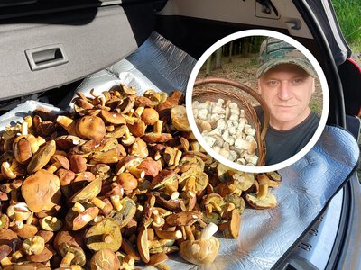 Polak wysyła grzyby do USA i Holandii. Tyle kosztuje kilogram