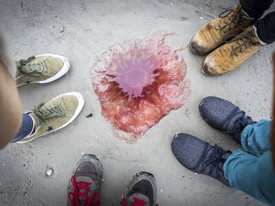 Inwazja różowych olbrzymów nad Bałtykiem. Eksperci ostrzegają