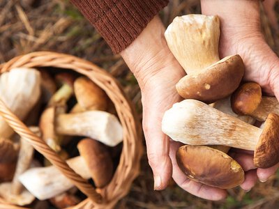 Poszli na grzyby, skończyli na komisariacie. Zgubiła ich chciwość