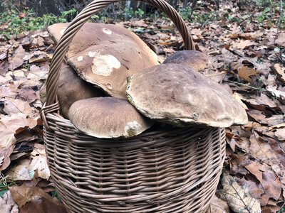 Grzybiarze zebrali 30 kg prawdziwków, policja wszystko skonfiskowała. Złamali prawo