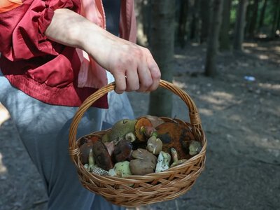 Grzybiarze nazbierali 30 kg prawdziwków. Zbiory zarekwirowała policja