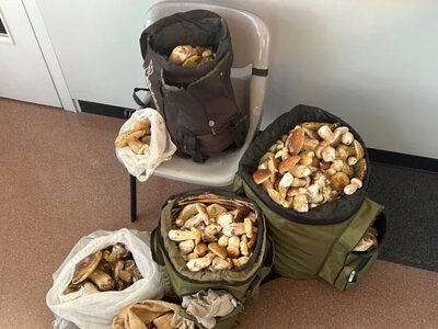 Mieli 30 kg prawdziwków w aucie. Na granicy stracili cały ładunek